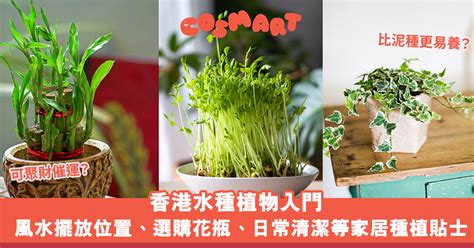 家居水種植物|【水種】水種新手入門！15款室內植物精選，輕鬆提升居家綠意